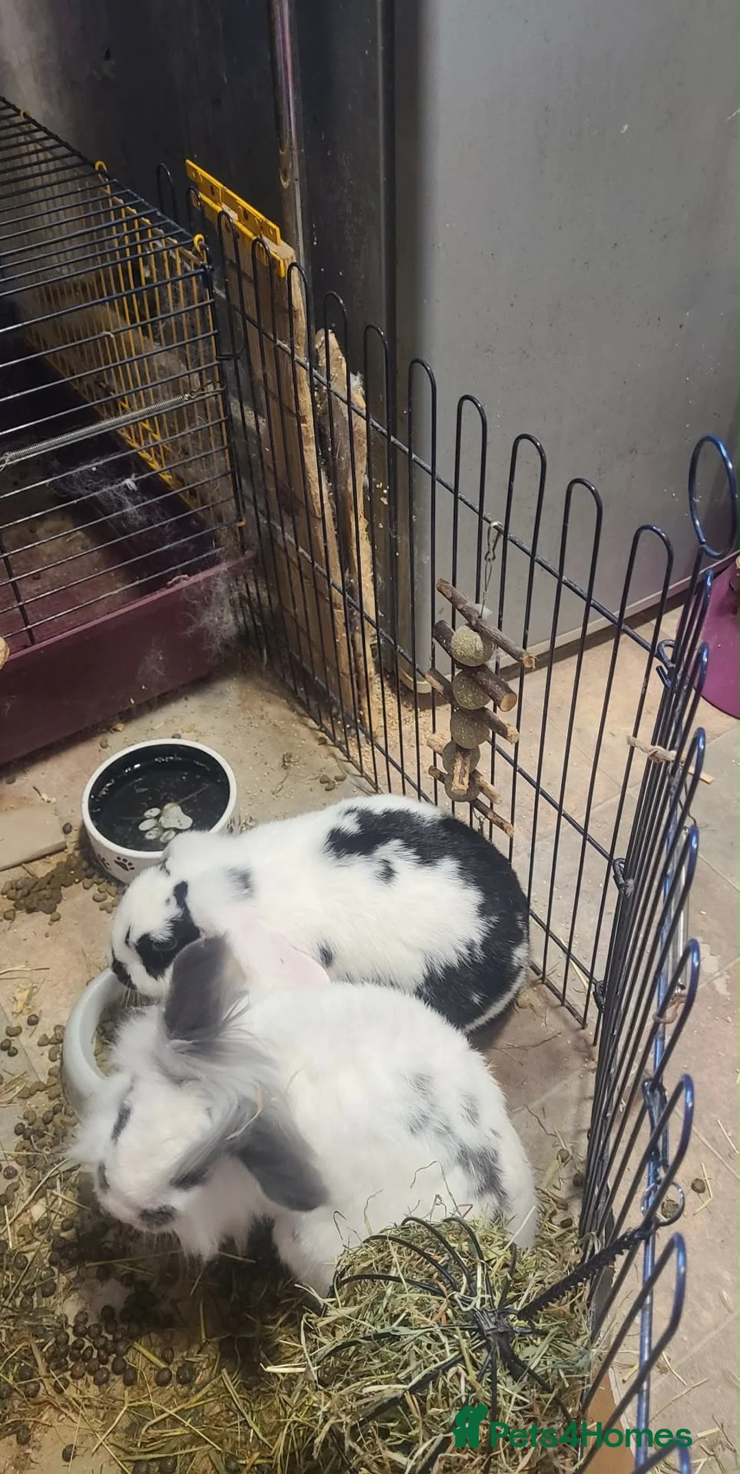 Mixed Breed rabbits for sale: Bonded rabbits needing a new home. £30 - Advert 2