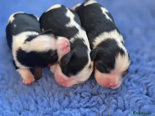 Cavalier King Charles Spaniel dogs KC Cavalier King Charles puppies - Advert 18