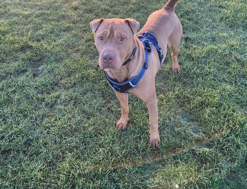 Mixed Breed dogs Ellie - Sharpei cross  - Advert 12