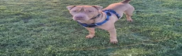 Mixed Breed dogs for sale: Ellie - Sharpei cross  - Advert 1