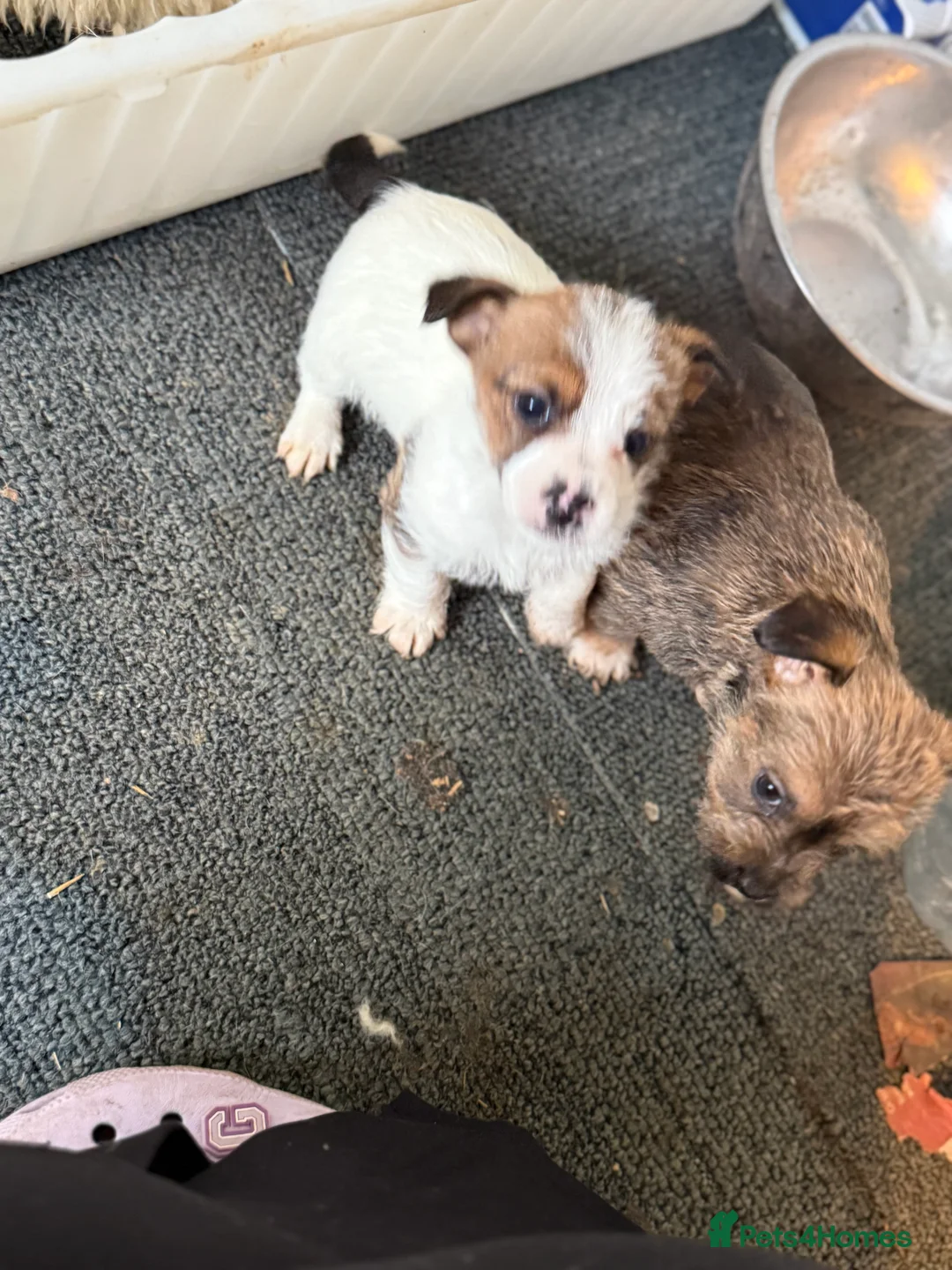 Jack Russell dogs for sale: Jack Russell puppys - Advert 6