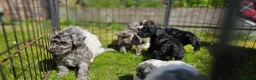 Cockapoo dogs for sale: F1b Cockapoos incl. Merle and Roans - Advert 10