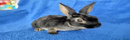 Rex rabbits for sale: Baby mini rex for sale  - Advert 5