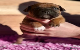 Staffordshire Bull Terrier dogs for sale: 7 Red Staffordshire Bull Terrier pups  - Advert 11