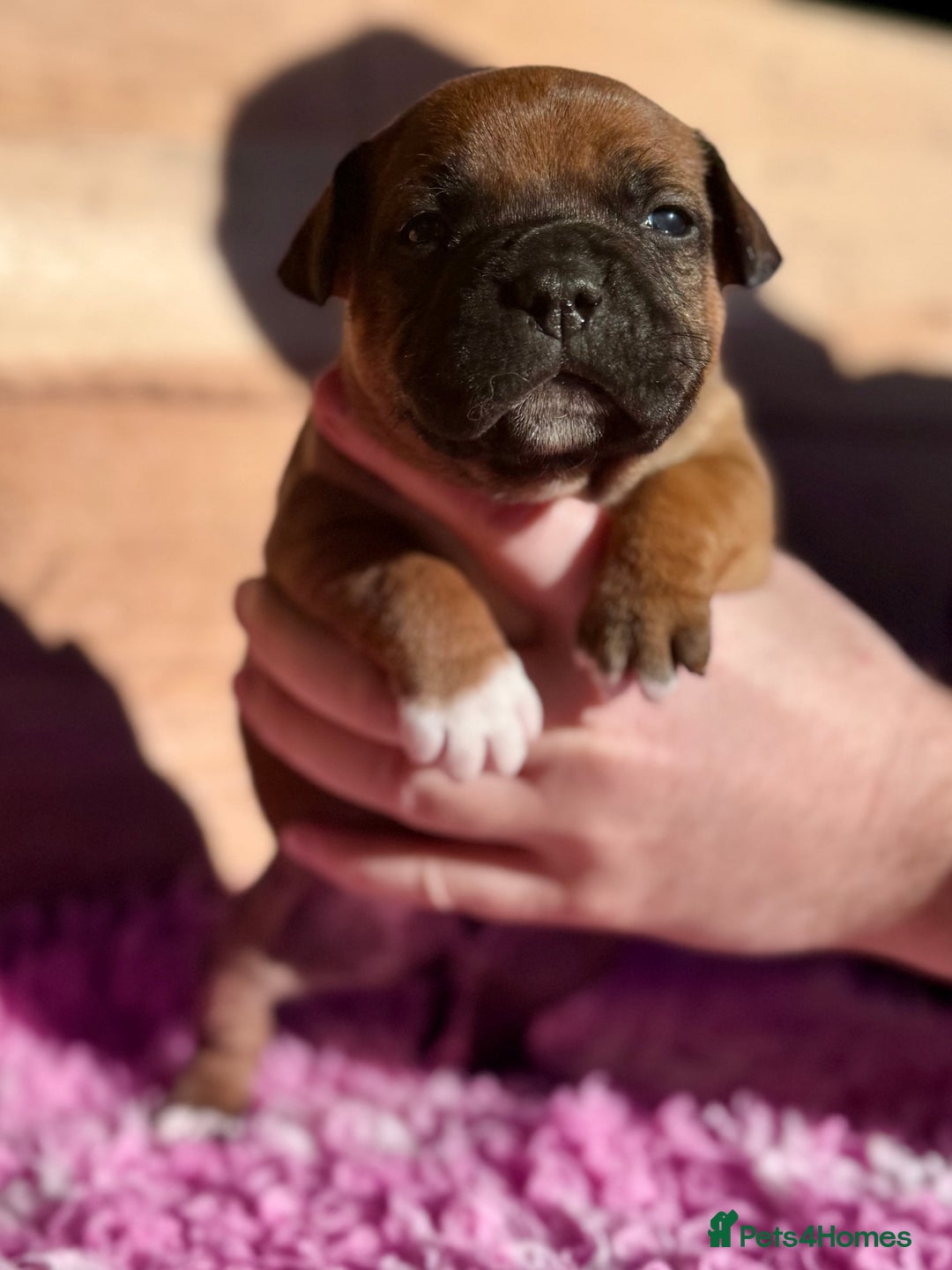 Staffordshire Bull Terrier dogs for sale: 7 Red Staffordshire Bull Terrier pups  - Advert 11