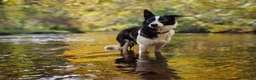 Border Collie dogs for sale: 6 amazing pups  - Advert 2