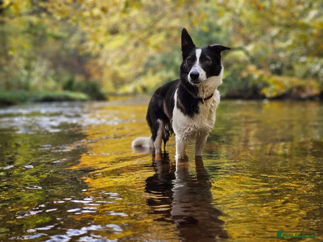 Border Collie dogs for sale: 6 amazing pups  - Advert 2