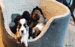 Tibetan Terrier dogs for sale: KC Tibetan Terrier Puppy  - Image 11
