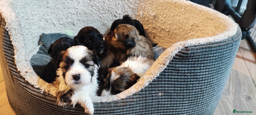 Tibetan Terrier dogs for sale: KC Tibetan Terrier Puppy  - Image 11