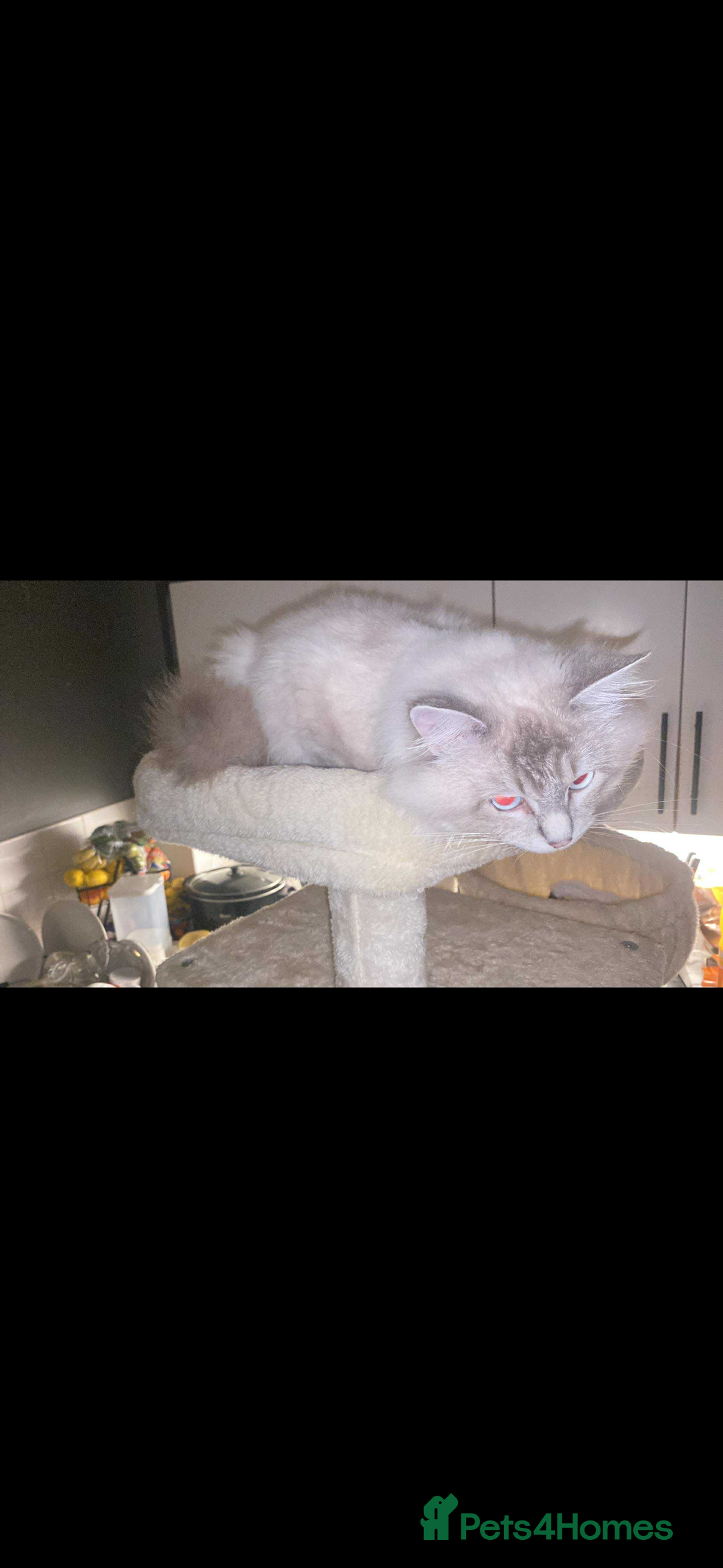 Ragdoll cats for sale: Beautiful ragdoll kittens  - Advert 12