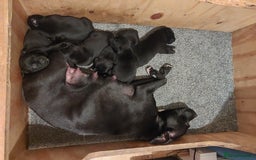 Staffordshire Bull Terrier dogs for sale: *2 left* Stunning Chunky KC Staffy Pups - Image 27