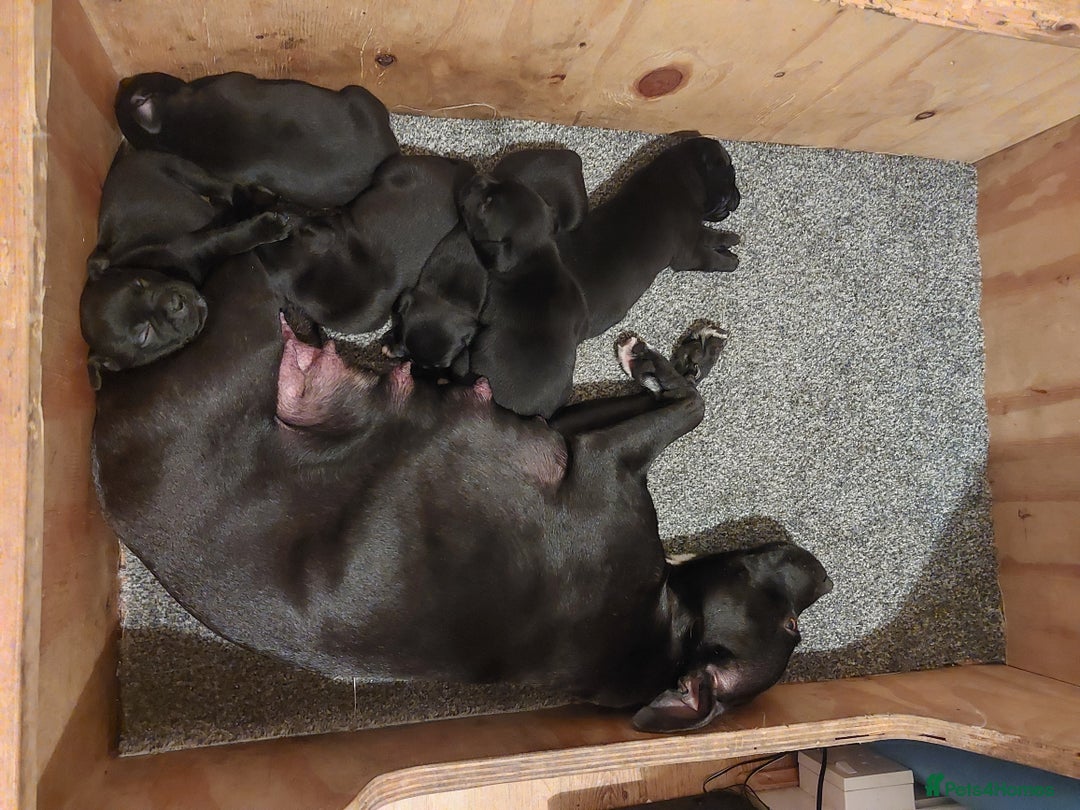 Staffordshire Bull Terrier dogs for sale: *2 left* Stunning Chunky KC Staffy Pups - Image 27