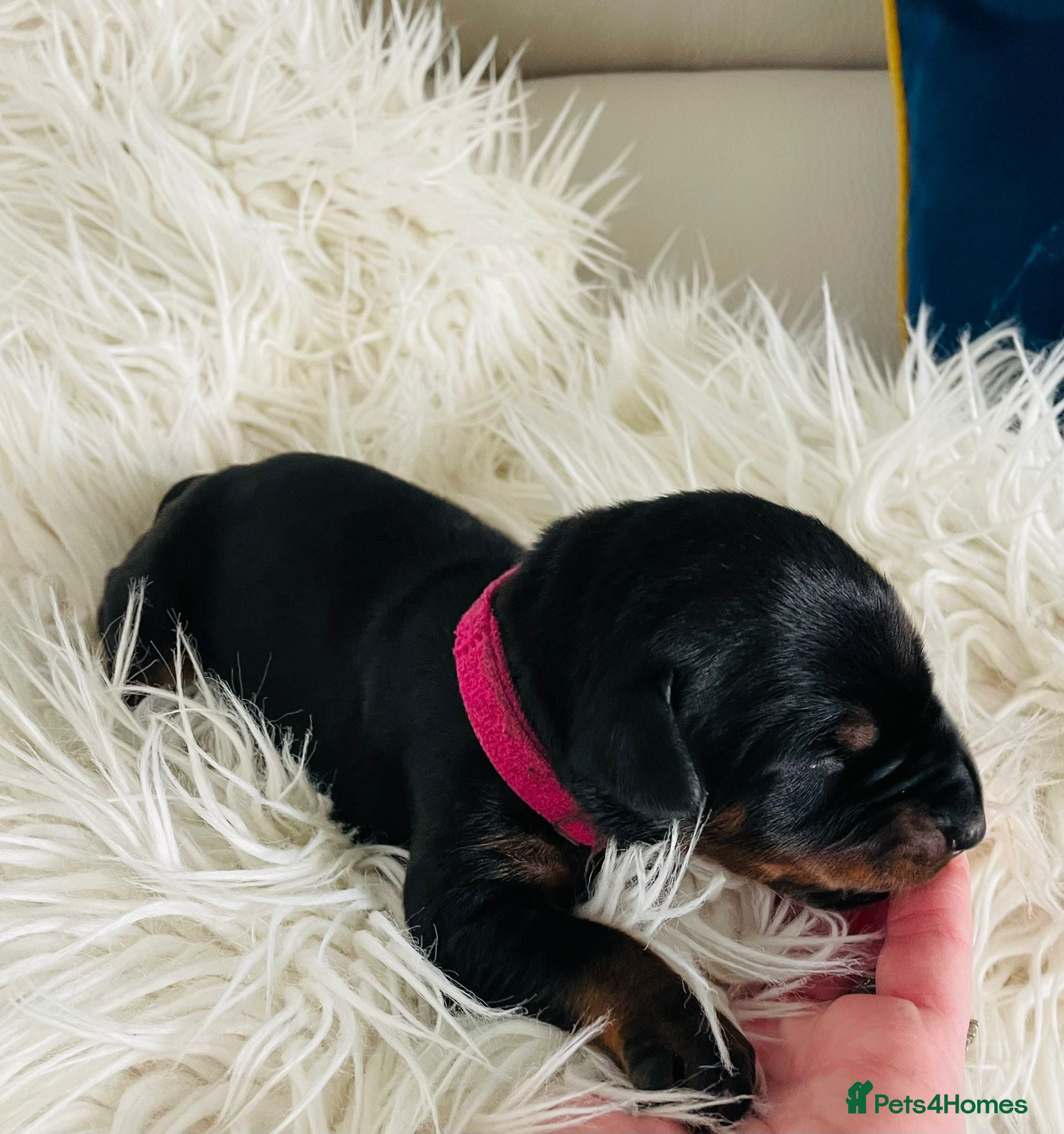 Dobermann dogs KC registered exclusive Dobermann puppies  - Advert 2