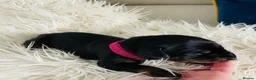 Dobermann dogs for sale: KC registered exclusive Dobermann puppies  in Wickford - Advert 2