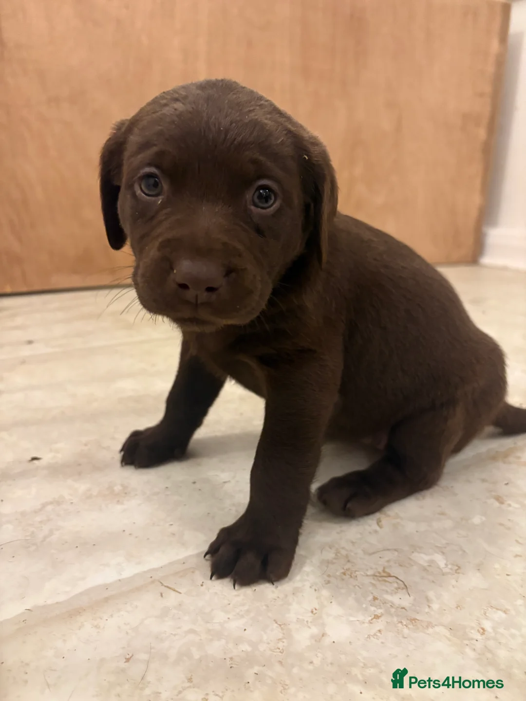 Labrador Retriever dogs for sale: ⭐️Gorgeous Kc Chocolate Labrador Puppies⭐️ - Advert 4