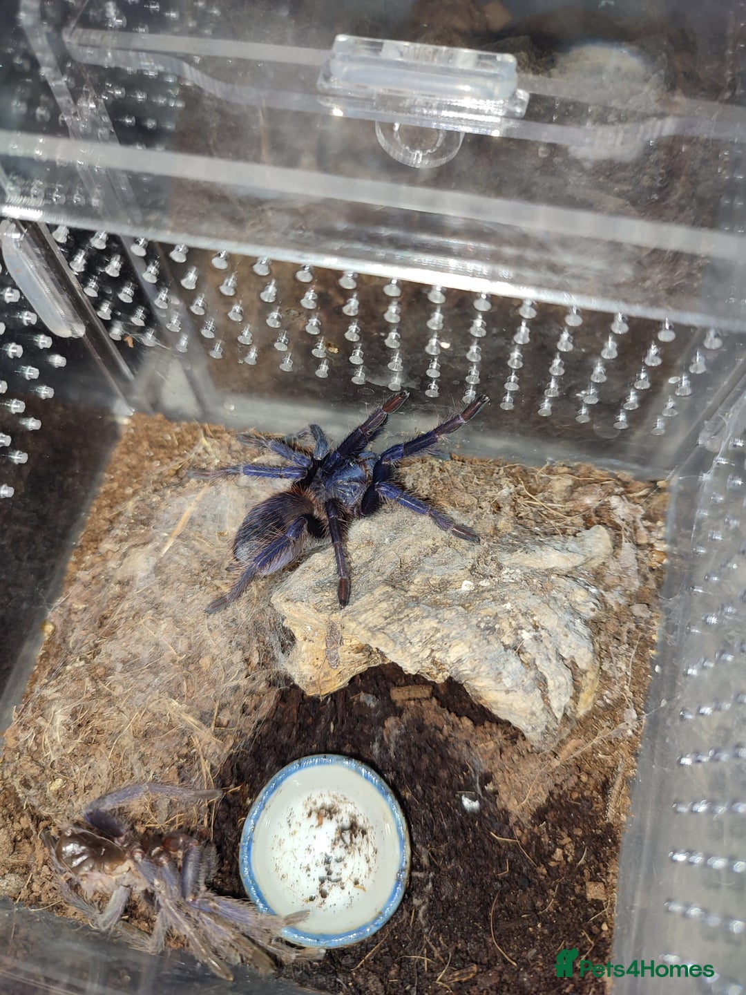 Tarantulas invertebrates for sale: Tarantulas For SALE! - Image 8