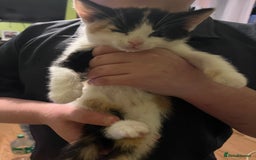 British Shorthair cats for sale: British short hairs  - Advert 3