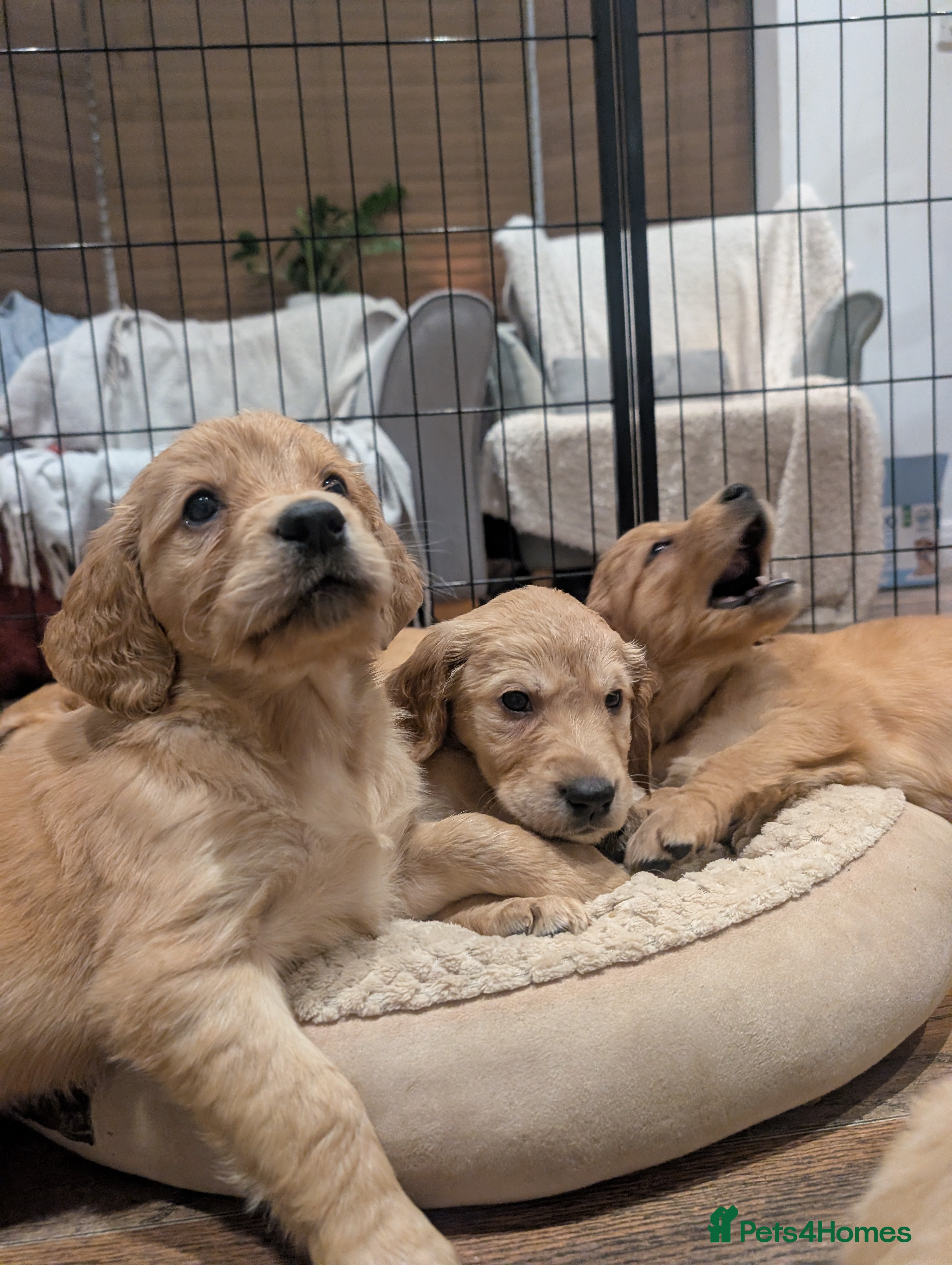 Mixed Breed dogs Golden Retriever x Irish Setter puppies!! SO CUTE! - Advert 2