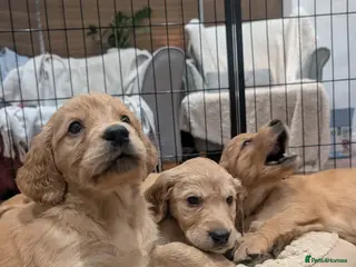 Mixed Breed dogs Golden Retriever x Irish Setter puppies!! SO CUTE! - Advert 2