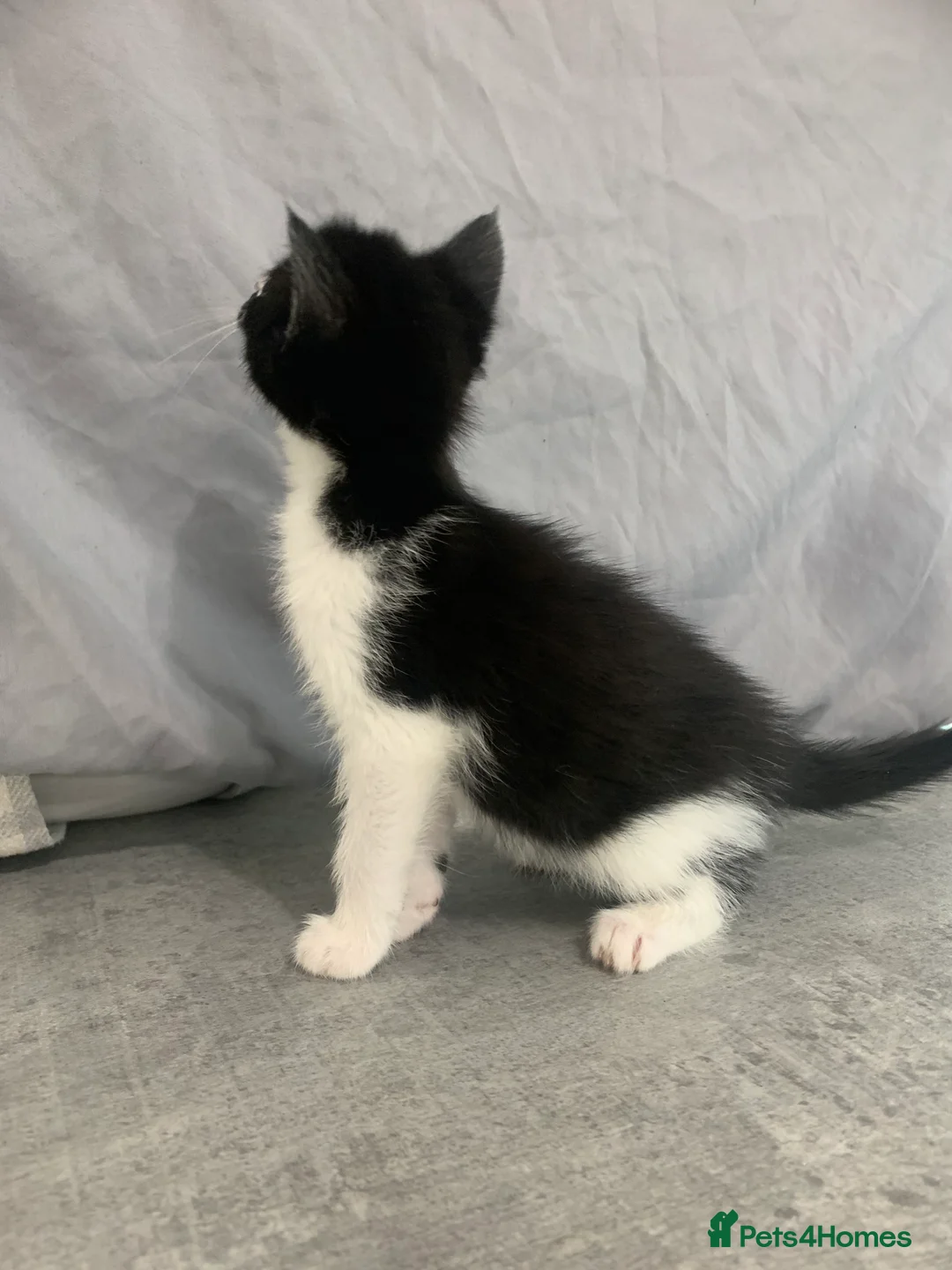 Mixed Breed cats for sale: maincoon x READY TO LEAVE - Advert 2