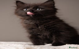 Siberian cats for sale: Beautiful 3 siberian kittens/ boys - Image 8