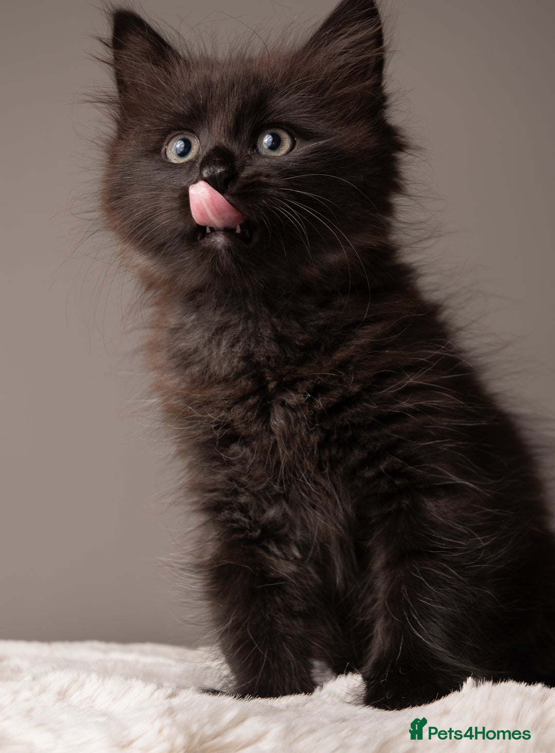 Siberian cats for sale: Beautiful 3 siberian kittens/ boys - Image 8
