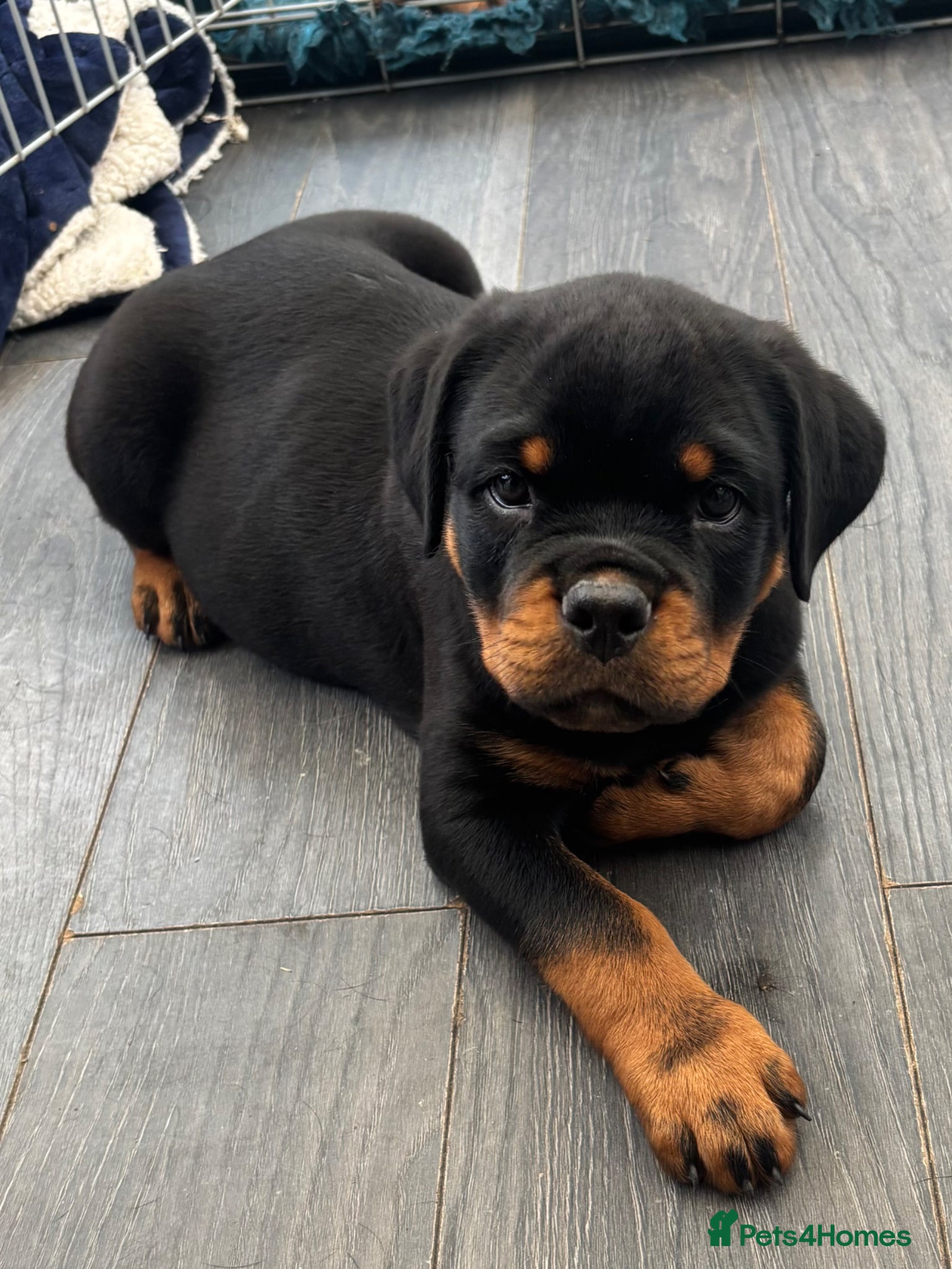 Rottweiler dogs Beautiful Rottweiler Puppies Available  - Advert 3
