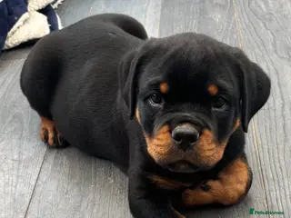 Rottweiler dogs Beautiful Rottweiler Puppies Available - Advert 3