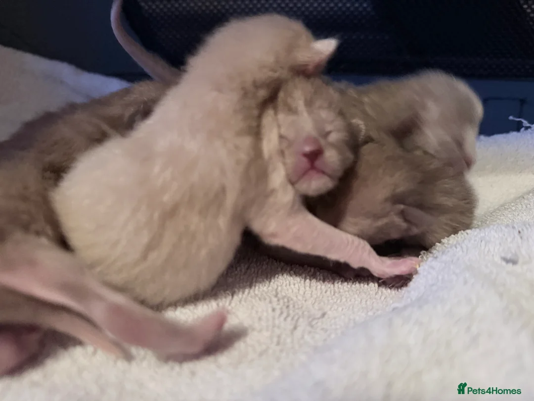 Burmese cats for sale: GCCF registered, home raised Burmese kittens - Advert 2