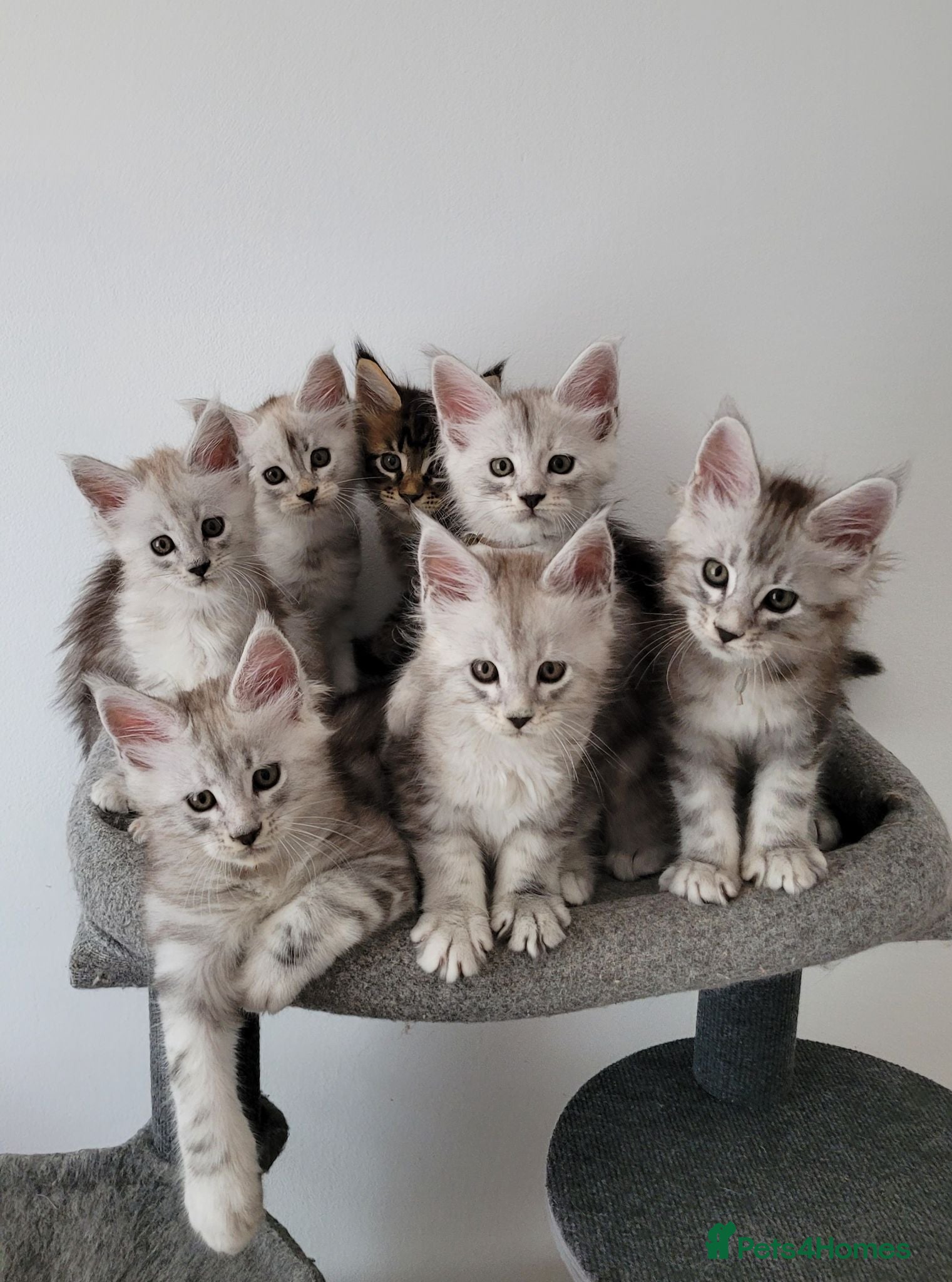 Maine Coon cats Tica registered maine coon kittens  - Advert 11