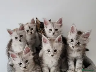 Maine Coon cats Tica registered maine coon kittens - Advert 1