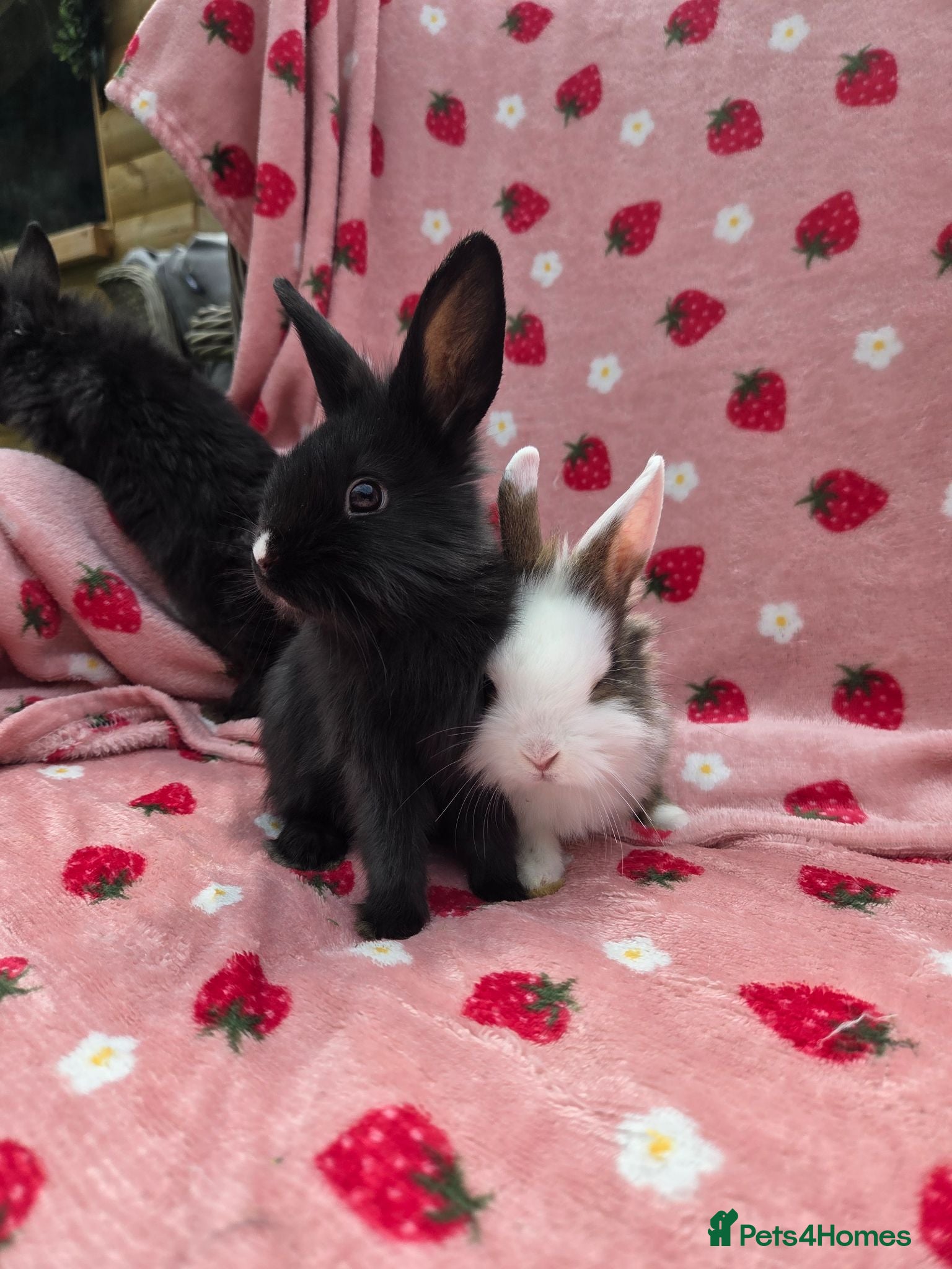 Mixed Breed rabbits Ready Now☆ plush mini lion lop bunnies  - Advert 2