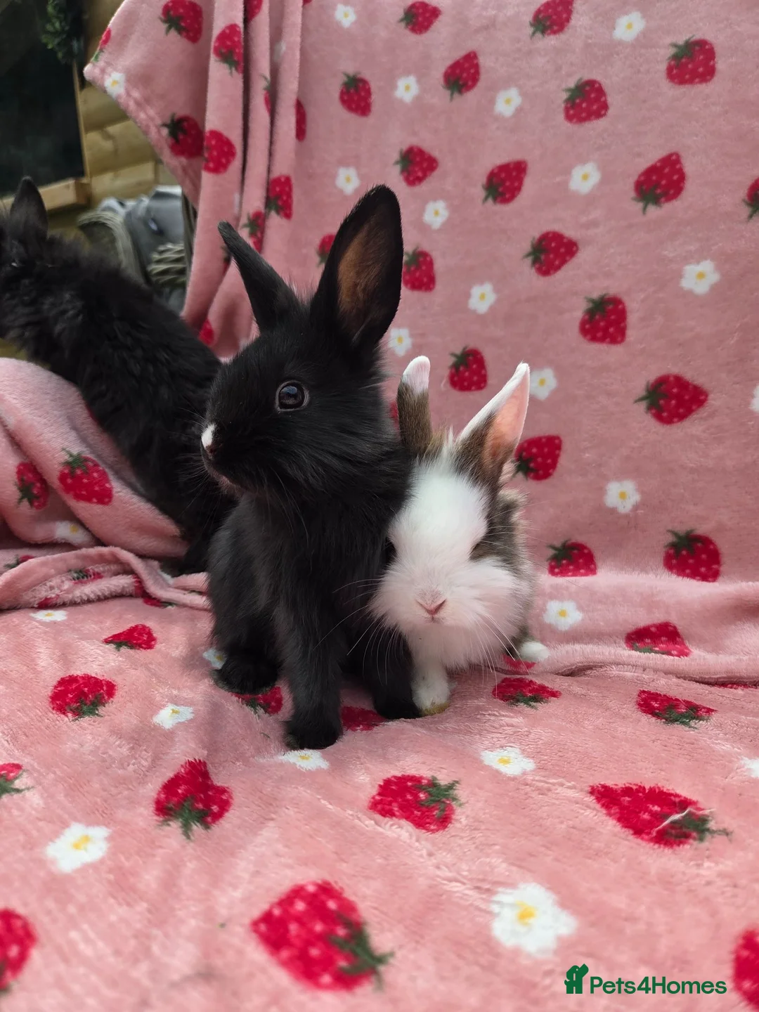 Mixed Breed rabbits for sale: Ready Now☆ plush mini lion lop bunnies  - Advert 2