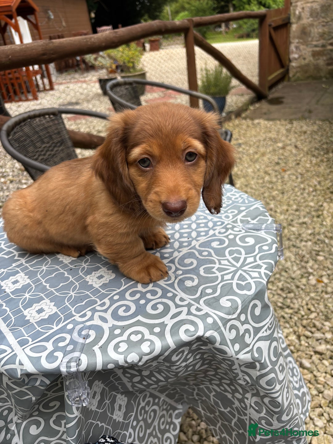 Dachshund dogs for sale: Long haired miniature dachshunds - Image 2