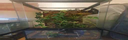 Stick Insects invertebrates for sale: FLASH SALE Indian Stick Insects - Advert 2