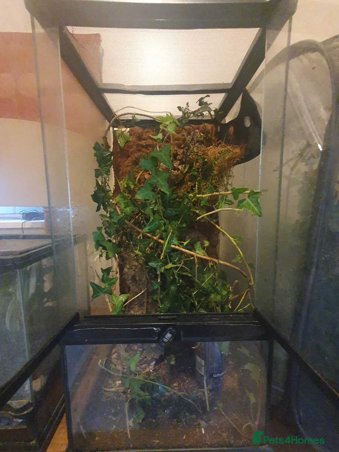 Stick Insects invertebrates for sale: FLASH SALE Indian Stick Insects - Advert 2
