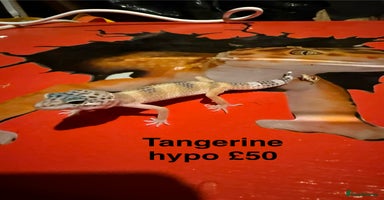 Leopard Gecko reptiles - Advert 13