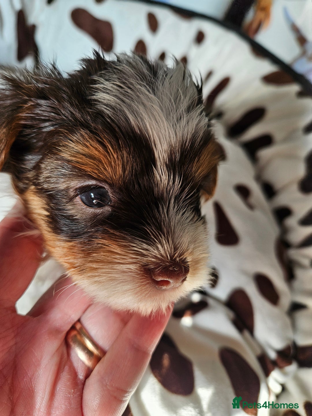 Yorkshire Terrier dogs for sale: DNA TESTED Father - Yorkshire Terrier puppies  - Image 14