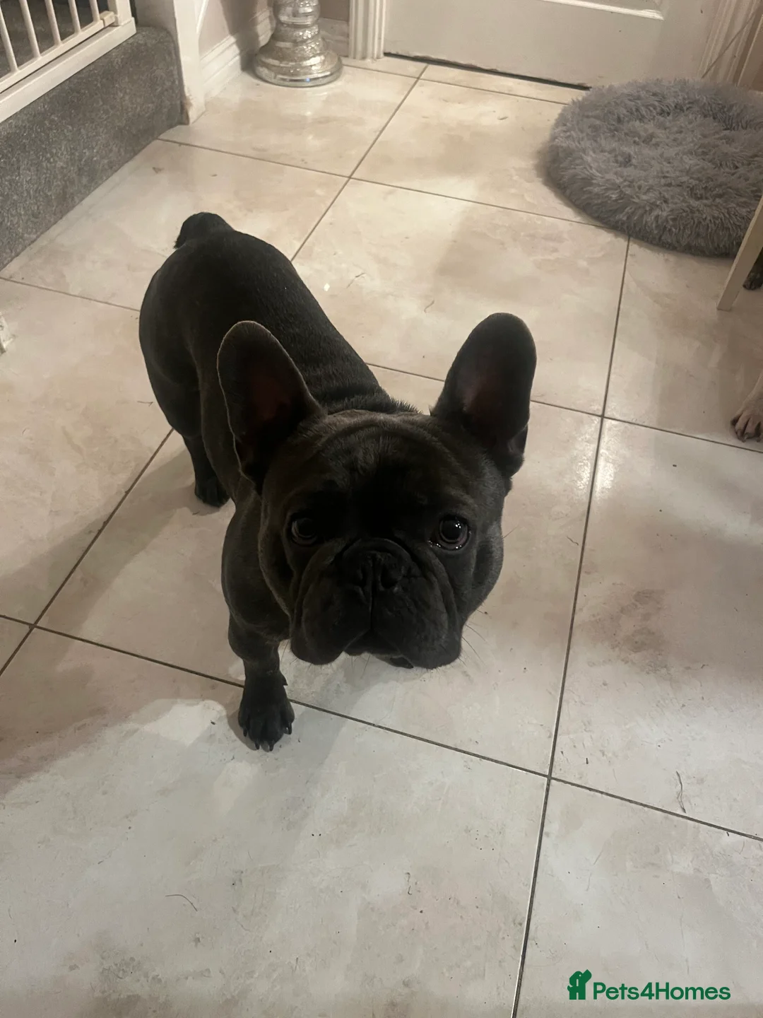 French Bulldog dogs for stud: STUD ONLY £300 kC registered  - Advert 4