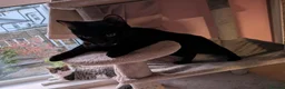Mixed Breed cats for sale: Brothers to a good home  - Advert 5