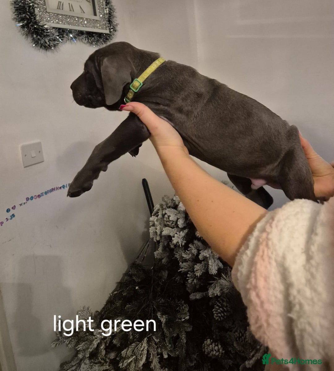 Cane Corso dogs for sale: Cane corso puppies - Advert 8