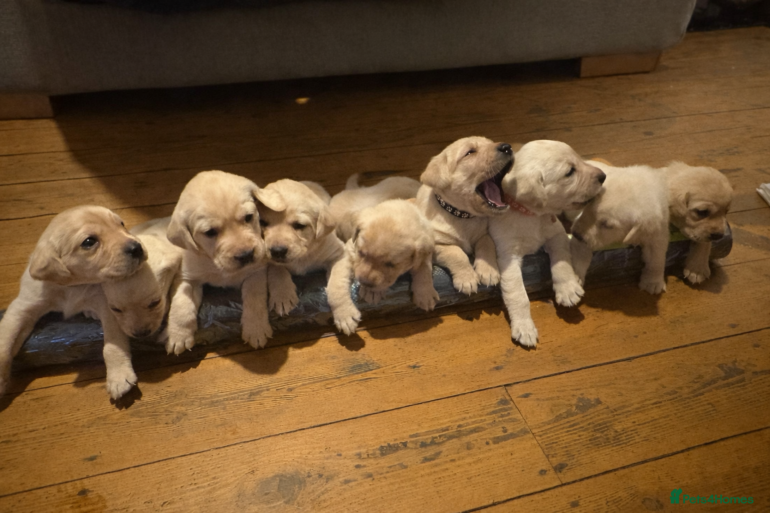 Labrador Retriever dogs KC registered Labrador Puppies  - Advert 17