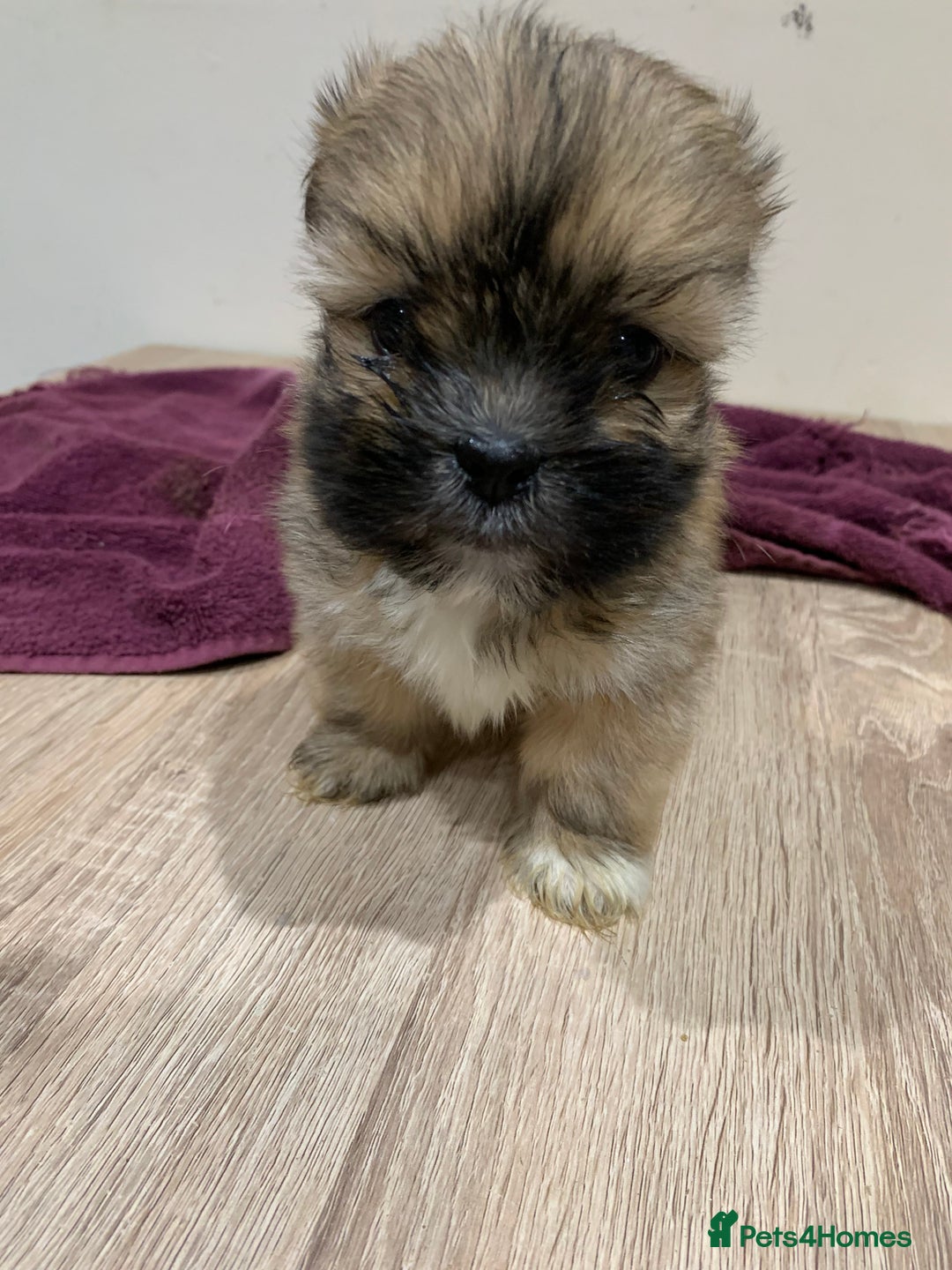 Lhasa Apso dogs for sale: Adorable Lhasa Apso puppies for sale - Advert 7