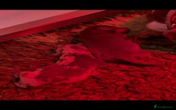 Miniature Dachshund dogs for sale: Pra clear ready now miniature dachshunds  - Advert 6