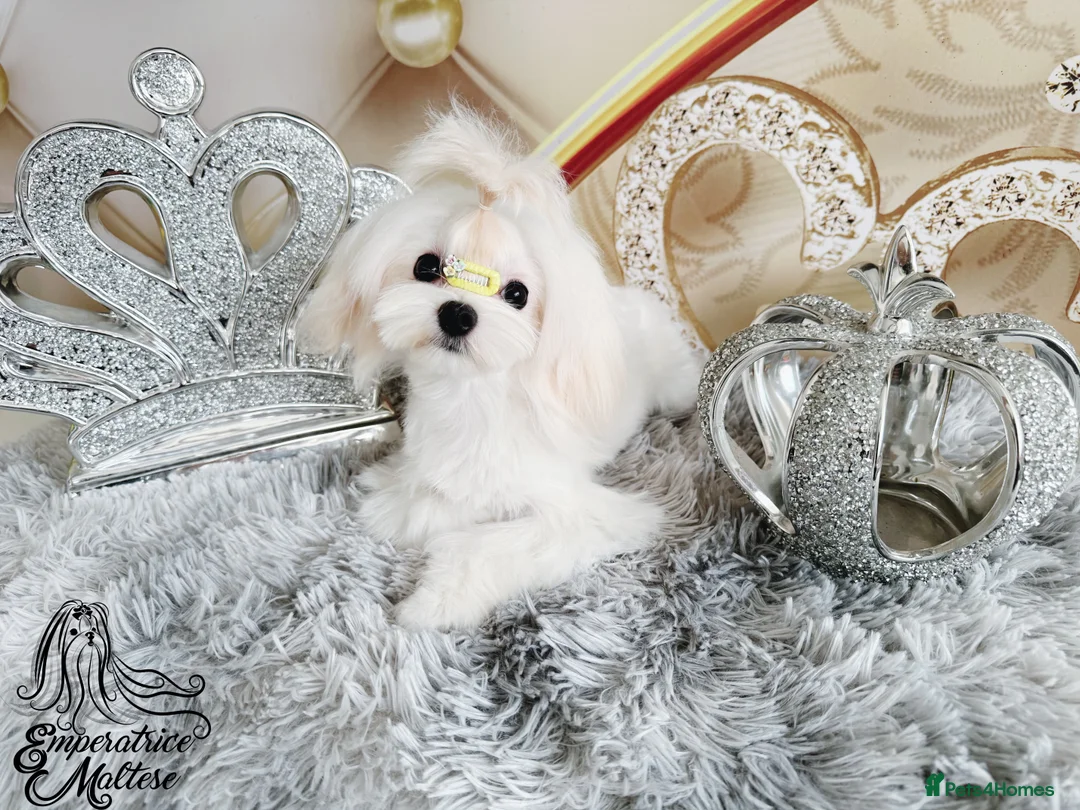 Maltese dogs for sale: Emperatrice Maltese-Korean Line Show Maltese KC Re - Advert 11