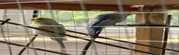 Budgerigars birds for sale: Leeds Hyde park Road - Advert 3