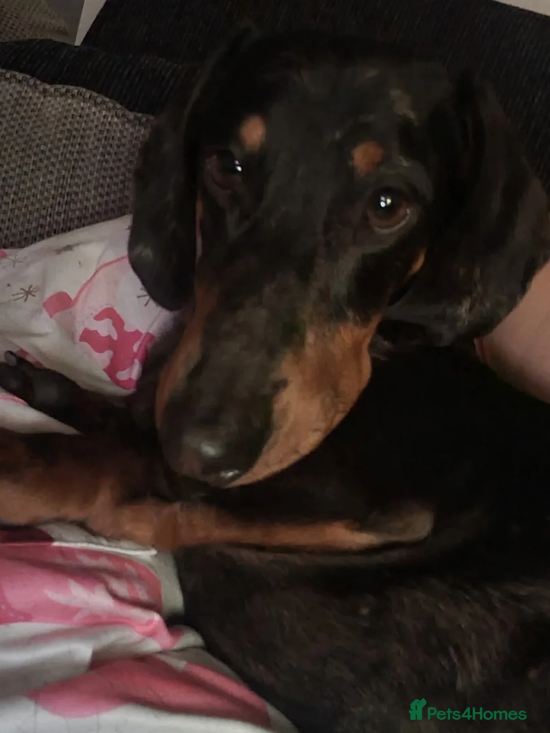 Miniature Dachshund dogs for sale: 3 year old miniature dachshund  in Grimsby - Advert 1