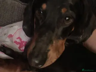 Miniature Dachshund dogs 3 year old miniature dachshund in Grimsby - Advert 2