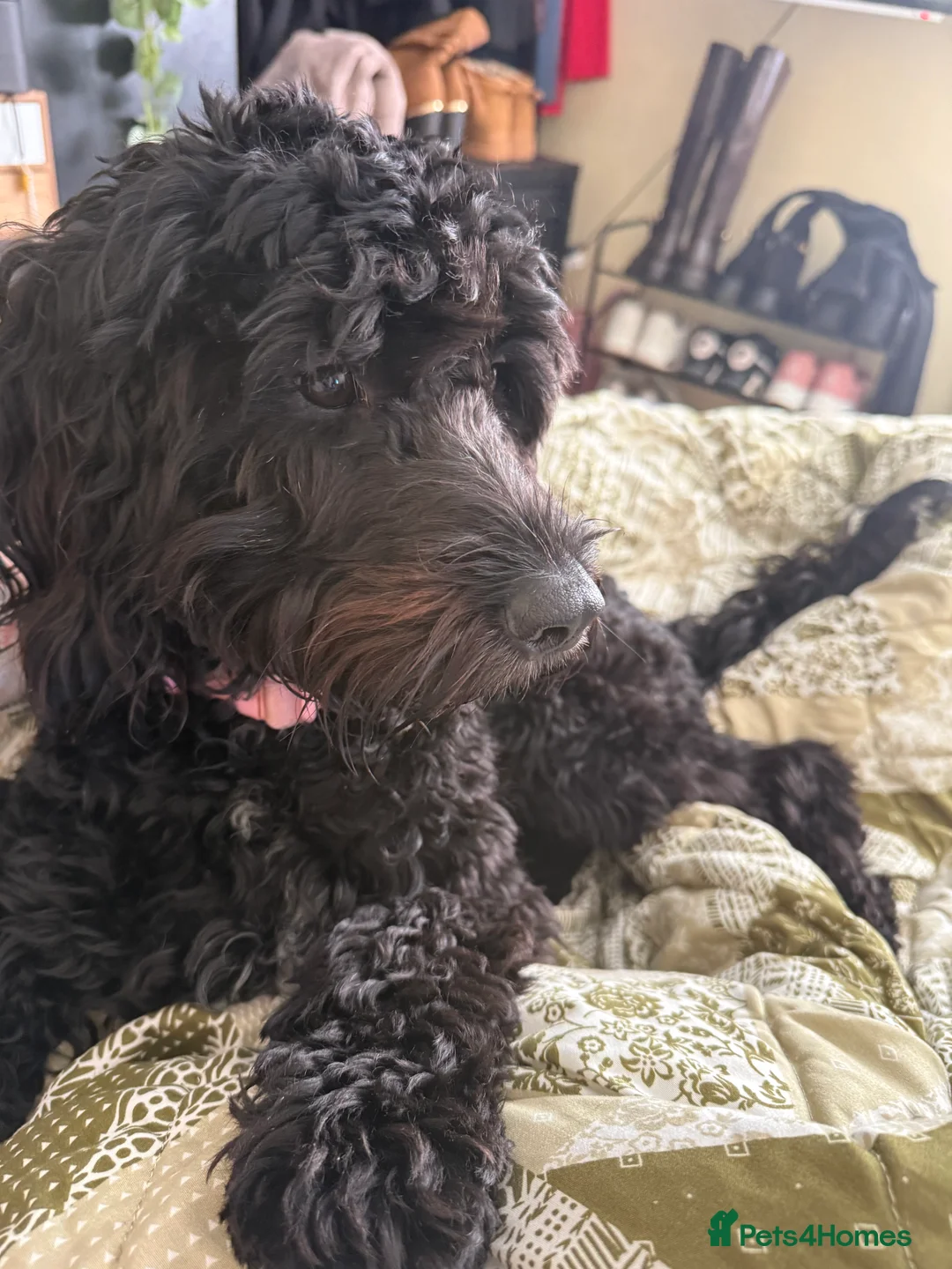 Cockapoo dogs for sale: Lola  - Advert 2