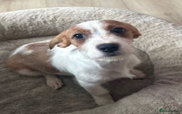 Mixed Breed dogs for sale: Cavajack girl - Advert 1